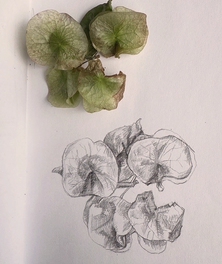 Real plant beside the author’s sketchbook drawing of the plant